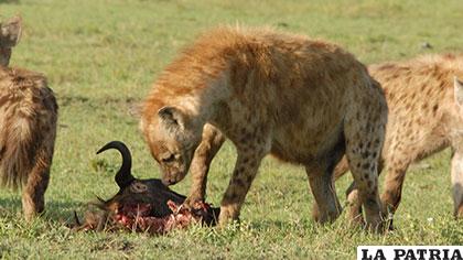 Las hienas no dejan restos de sus víctimas