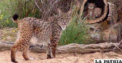 Este felino ibérico se congrega en dos pequeñas poblaciones, Doñana y Sierra Morena