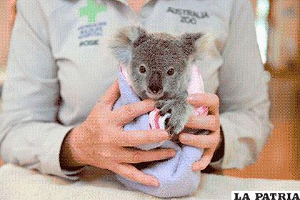Una cría de koala huérfana en el Australia Zoo Wildlife Hospital