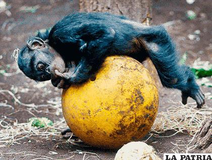 Un cachorro de chimpancé con una pelota el día de la inauguración de los Juegos Olímpicos de Río 2016, en el zoológico de Frankfurt, Alemania