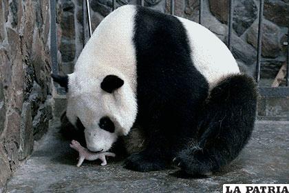 La primera cría de panda nacida en 2016, en Chengdú, Sichuan, China