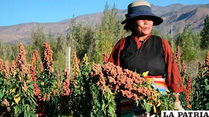 Cultivos de quinua en el Tíbet, China /PLATEAU PERSPECTIVES