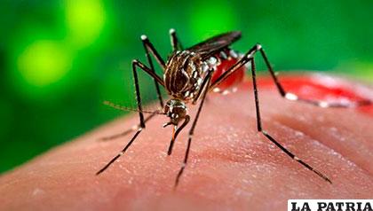 El mosquito Aedes aegypti, transmisor del zika y otras enfermedades /cloudfront.net