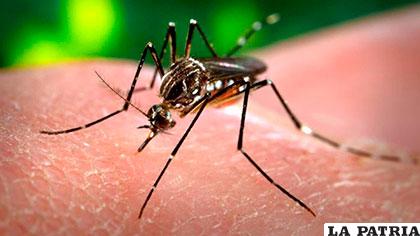 El zika fue una de enfermedades que más preocupación generó este 2016 /NEWSHEALTH.COM
