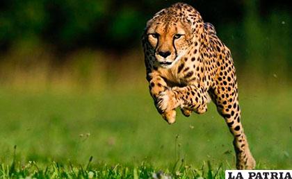 Según la revista PNAS, 7.100 guepardos subsisten en libertad en el mundo
