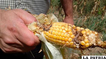 Gusano cogollero que afectó el maíz en época seca /ANF