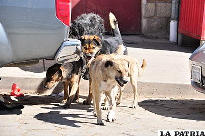Perros en situación de calle, una amenaza a la salud pública