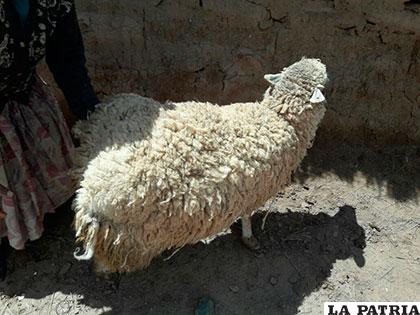 La oveja víctima de violación