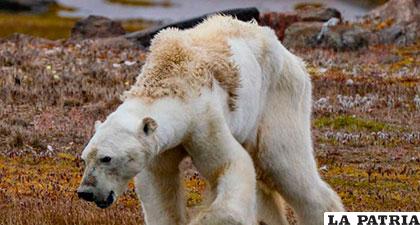 El oso polar, es una especie que podría estar extinta en los próximos cien años