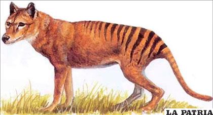 La evolución que tuvo el tigre de Tasmania es increíble