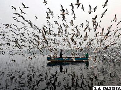 Hombre alimentando a las gaviotas en Nueva Delhi. Reuters/Saumya Khandelwa