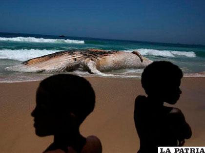 Ballena adulta varada en Río de Janeiro. Noviembre 15. Reuters/Pilar Olivares