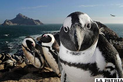 Pingüinos de El Cabo sobre un acantilado en Mercury, una isla deshabitada en las costas de Namibia. La isla Mercury es un AICA (Área importante para la conservación de las aves). Fotografía de Thomas Peschak