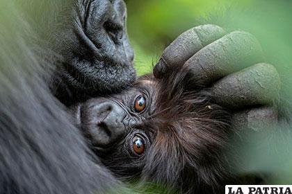 Tras una noche fría y lluviosa, una madre abraza a su bebé de tres meses en medio del bosque. Los gorilas de montaña amamantan a sus crías durante tres años, luego se aparean y conciben de nuevo. Fotografía de Ronan Donovan