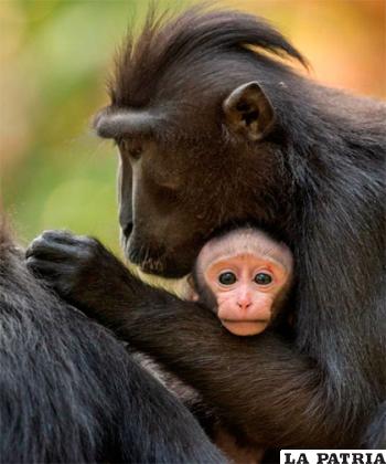 Los macacos pueden tener un bebé cada 20 meses aproximadamente y son las madres las que cuidan de sus hijos. Las crías maman durante menos de un año, pero se quedan con sus madres durante varios años más. Los machos jóvenes finalmente se marchan para competir por una posición en otro grupo. Fotografía de Stefano Unterthiner