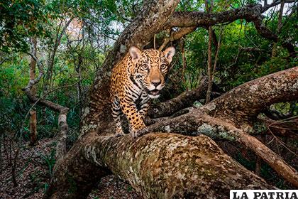 Una cría de jaguar de 10 meses fotografiada por una cámara trampa al subirse a un árbol de la región brasileña de Pantanal, el mayor humedal tropical del mundo y uno de los últimos bastiones de los jaguares. Las madres persuaden a sus crías para trepar a los árboles desde una edad temprana para que aprendan a evitar a los depredadores. Fotografía de Steve Winter