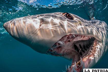 Un tiburón mako pasa frente a un intruso, un animal temible en las aguas frente a la costa de Nueva Zelanda. Fotografía de Brian Skerry