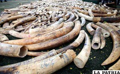 Se calcula que los cazadores furtivos matan unos 30.000 elefantes 
anualmente para hacerse con sus colmillos
