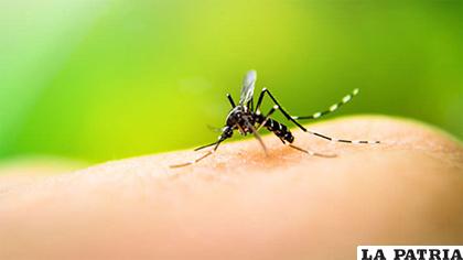 Debido al brote de dengue en la región tropical paceña, el Sedes ya tiene registrados 85 casos confirmados /RRSS