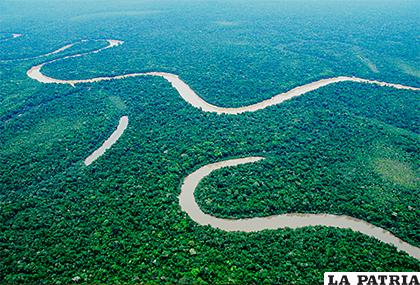 En la Amazonía peruana se produce el codiciado aceite de palma /ACCA.ORG.PE
