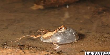 La rana túngara es una especie fuera de lo común /infobae.com