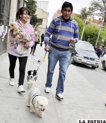 La campaña de esterilización busca primordialmente frenar la sobrepoblación canina en Oruro/ LA PATRIA ARCHIVO