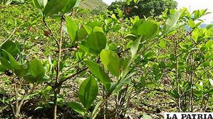 Loza remarcó que la gran mayoría de los comunarios ya no vive de la hoja de coca /Internet