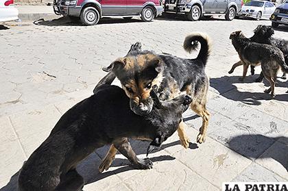 Perro con rabia atacó a más animales (foto de referencia) /LA PATRIA ARCHIVO