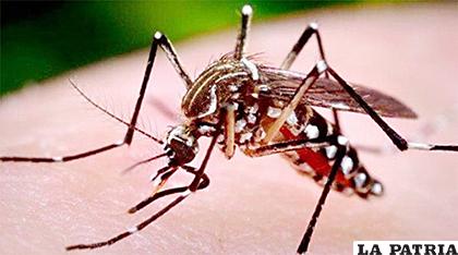 Mosquito Aedes aegypti, portador del dengue /Internet