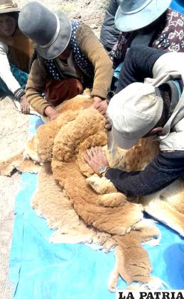 Se tuvo una buena campaña de esquila de vicuña /Gad-Oru