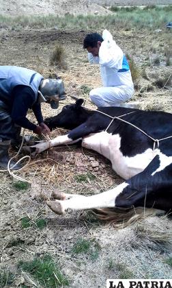 Animales sospechosos al contagio fueron vacunados por trabajadores de Senasag /LA PATRIA