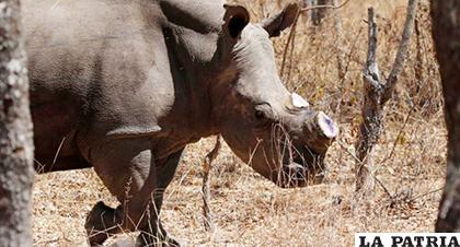 Los cuernos de rinoceronte son traficados de manera ilegal /elnuevodiario.com.do
