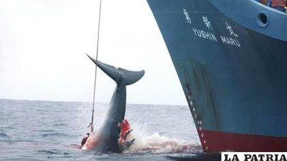 Japón nuevamente cazará ballenas /EFE