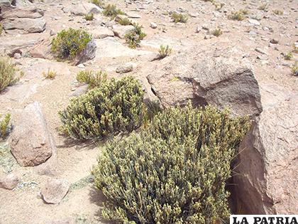 La suputula crece de manera natural en Oruro /marcelatauro.cienradios.com