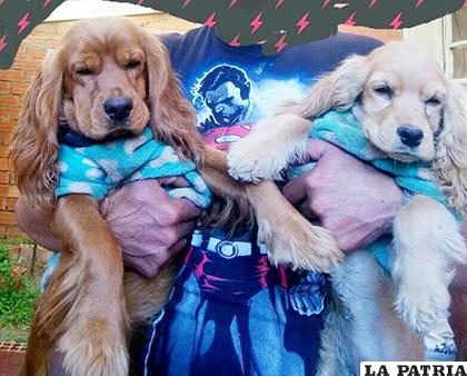 Existen sanciones de 200 bolivianos a vendedores de mascotas /Foto referencial /Cemzoor