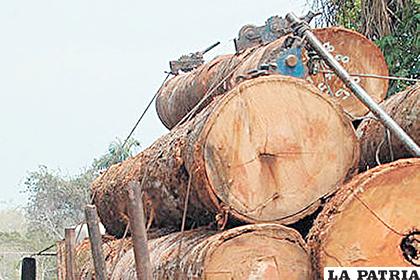 Lo decomisado en Guarayos está distribuido en 607 trozas de madera ilegal 
/INTERNET