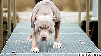 Descuido de dueños cobra la vida de un can y pone en riesgo a otro (foto referencial) /media.ultimahora.com

