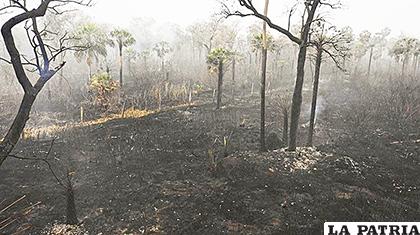 La Chiquitanía sufrió graves incendios que arrasaron con millones de hectáreas de bosque y pastizales /AFP