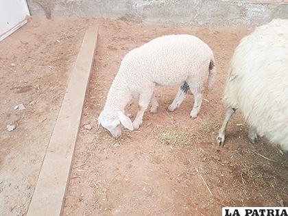 Las ovejas se encuentran en la parte Oeste del campo ferial /LA PATRIA
