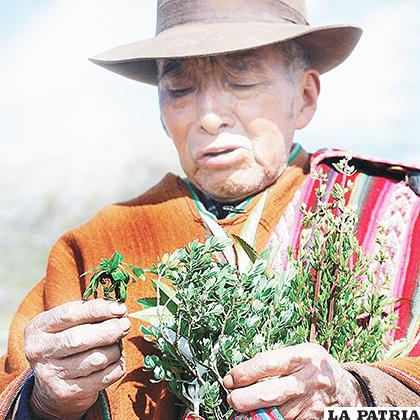 Conocedores de por lo menos 300 variedades de plantas medicinales /milapaz.travel
