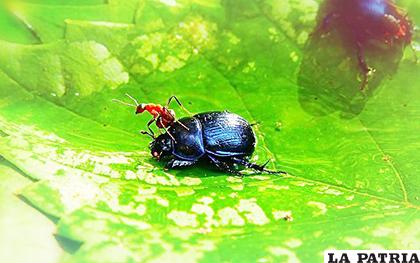 Los insectos, causantes, en parte, del calentamiento global
