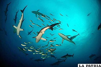 Polémica resolución emitida en octubre destacaba que los pescadores artesanales podrán cazar hasta 125 toneladas de tiburó /LA TRIBUNA