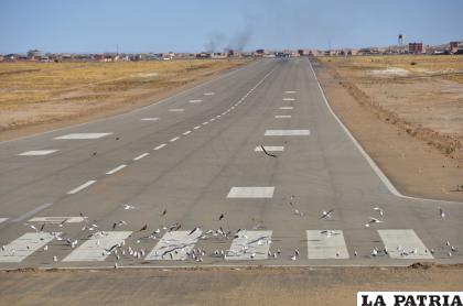 La presencia de aves y canes en la pista del aeropuerto es un peligro