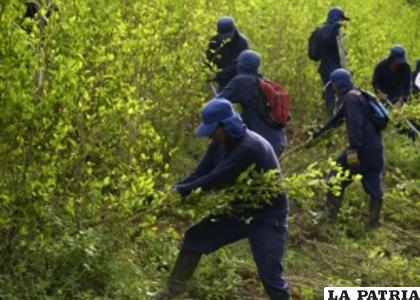 El objetivo es que los cocaleros paguen impuestos /archivo CNN