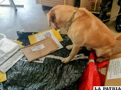 El can “Irak” encontró cocaína en las hojas bond /Felcn