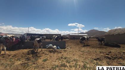El riego permite la crianza de ganado vacuno /Oiedc