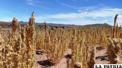 Esta comisión ayudará a generar políticas en favor del agro /ibce.org.bo