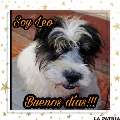 Leo, a pesar de su ceguera no pierde el buen ánimo de ser juguetón /Alma Pro Patitas