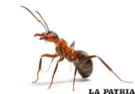 Las hormigas luchan por el trono, mucho tiene que ver lo sexual /OXCITOCINA MAGAZINE