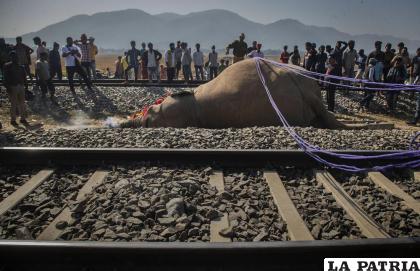 Un elefante macho, uno de dos muertos al ser golpeados por un tren /AP Foto /Anupam Nath